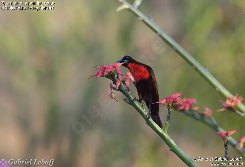 Scarlet-chested Sunbird male