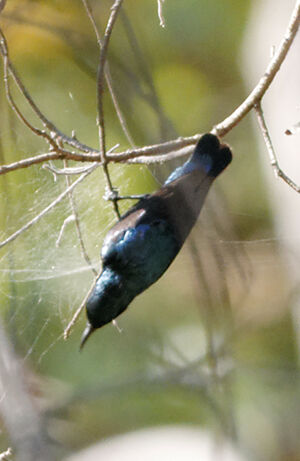 Purple Sunbird