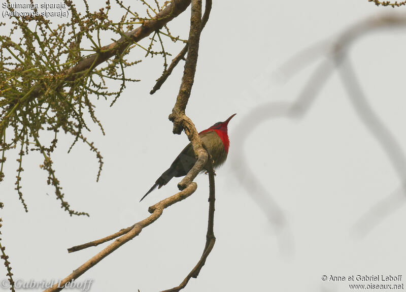 Crimson Sunbird male