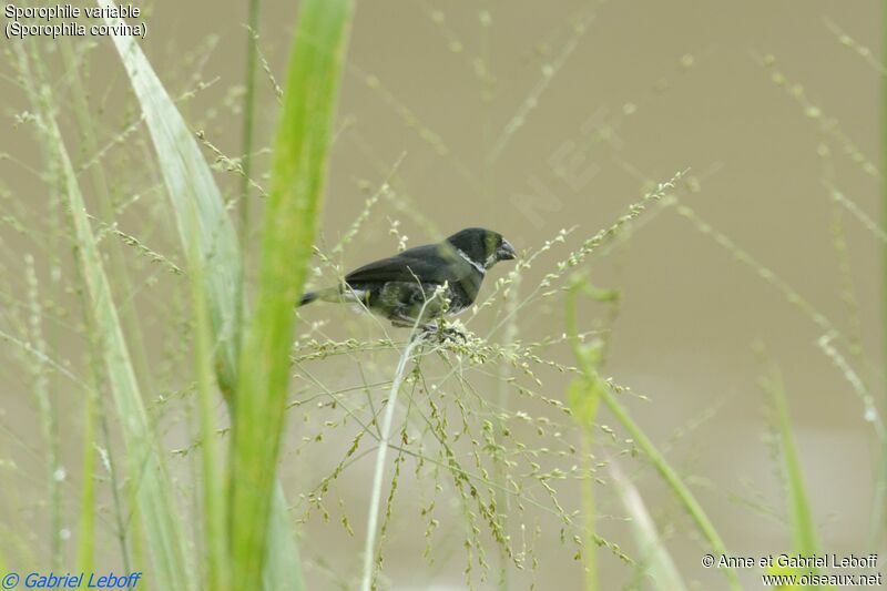 Variable Seedeater male adult