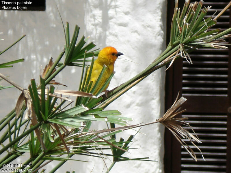 Golden Palm Weaver male