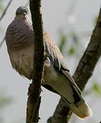 European Turtle Dove