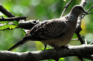 Spotted Dove