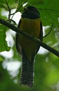 Amazonian Black-throated Trogon