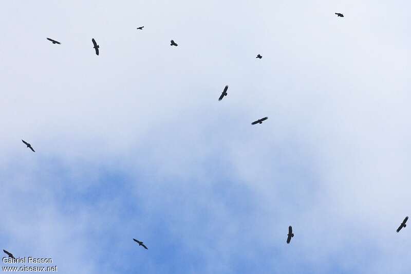 Lesser Spotted Eagle, Flight, Behaviour