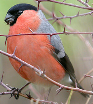 Eurasian Bullfinch 
&copy; Gabriel Rasson
