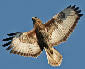 Buse variable