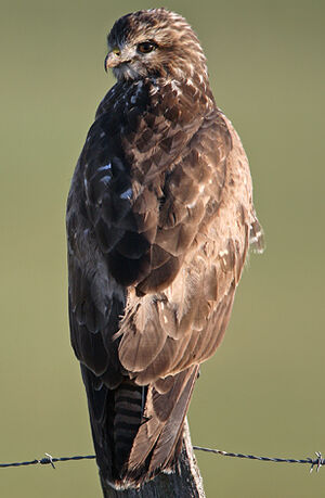 Buse variable