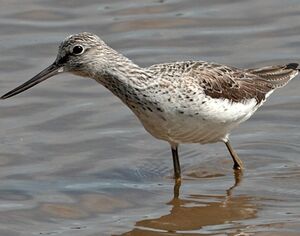 Common Greenshank