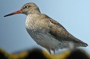 Common Redshank
