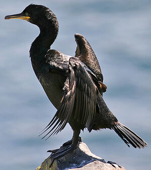 European Shag