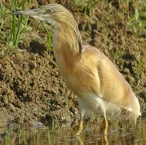 Crabier chevelu