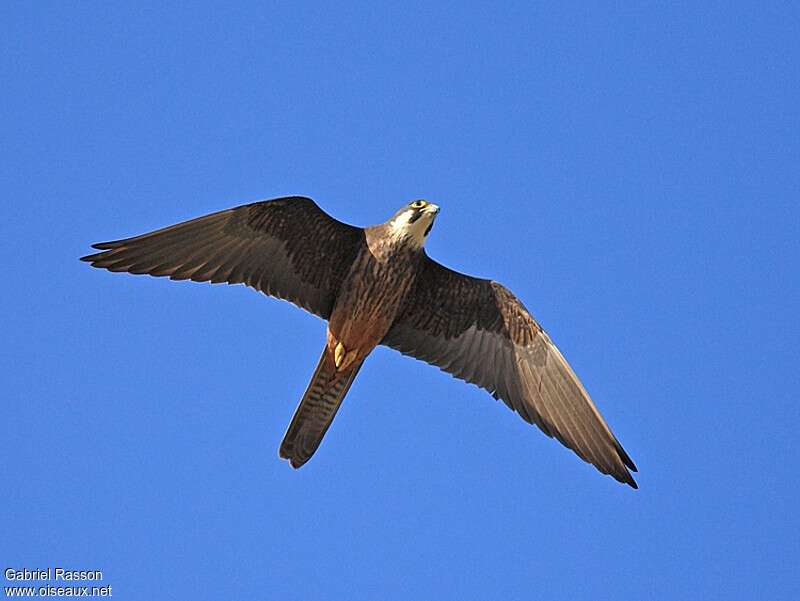 Eleonora's Falconadult, pigmentation, Flight