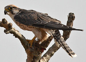 Lanner Falcon 
&copy; Gabriel Rasson