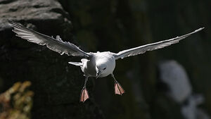 Northern Fulmar 
&copy; Gabriel Rasson