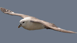 Northern Fulmar 
&copy; Gabriel Rasson