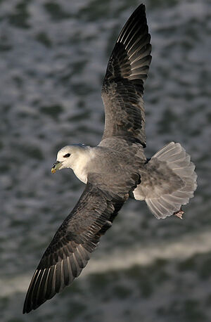 Northern Fulmar 
&copy; Gabriel Rasson