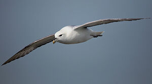 Northern Fulmar 
&copy; Gabriel Rasson