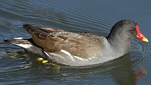Common Moorhen