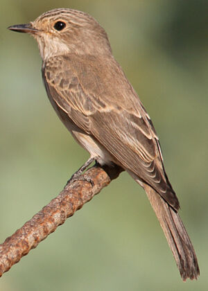 Spotted Flycatcher 
&copy; Gabriel Rasson