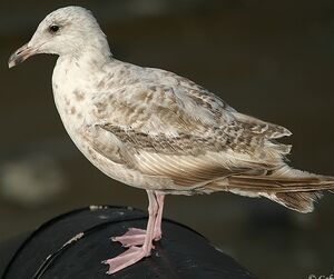European Herring Gull 
&copy; Gabriel Rasson
