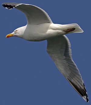 European Herring Gull 
&copy; Gabriel Rasson