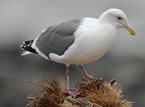Go�land d'Audubon