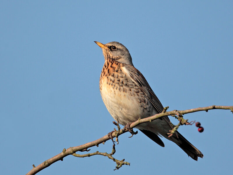 Fieldfare