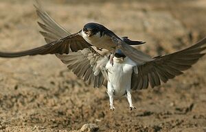 Common House Martin 
&copy; Gabriel Rasson