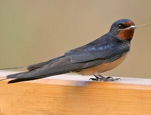 Hirondelle rustique