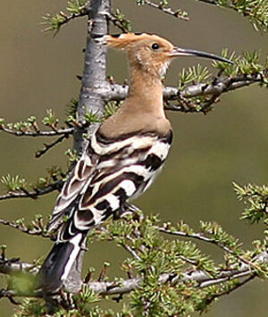 Eurasian Hoopoe 
&copy; Gabriel Rasson