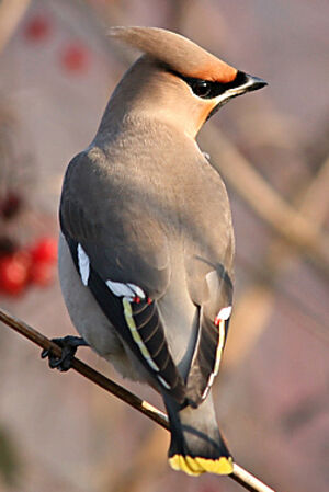 Bohemian Waxwing 
&copy; Gabriel Rasson