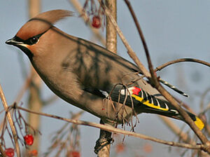 Bohemian Waxwing 
&copy; Gabriel Rasson