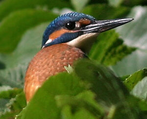 Common Kingfisher