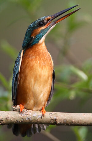 Common Kingfisher