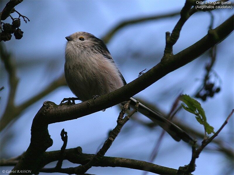 Mésange à longue queue - Aegithalos caudatus