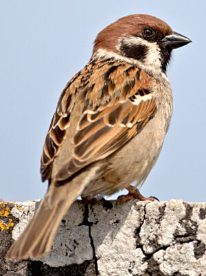 Moineau friquet 
&copy; Gabriel Rasson