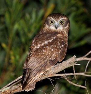 Southern Boobook