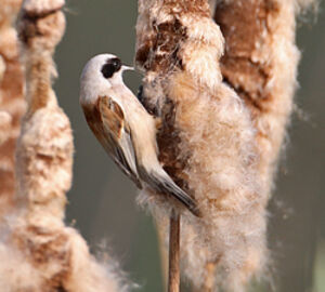 Eurasian Penduline Tit
