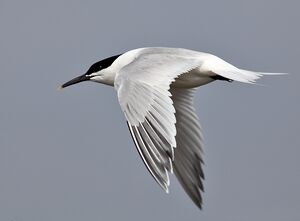 Sandwich Tern