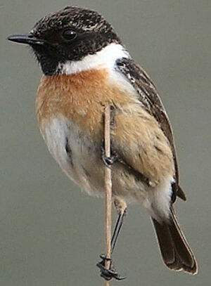 European Stonechat 
&copy; Gabriel Rasson