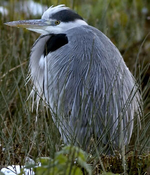 Grey Heron 
&copy; Gary Martin