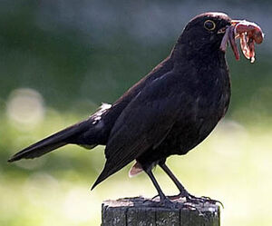 Common Blackbird