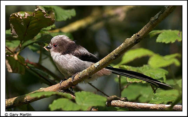 Mésange à longue queue - Aegithalos caudatus