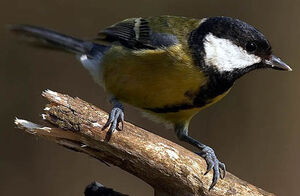 Great Tit
