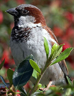 House Sparrow