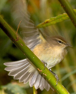 Sedge Warbler