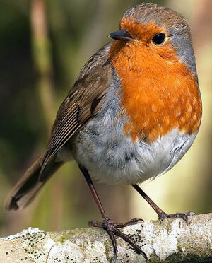 European Robin