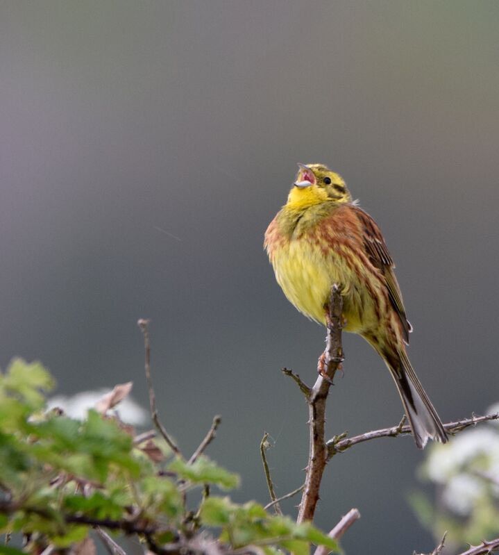 Yellowhammer male adult breeding, identification, song
