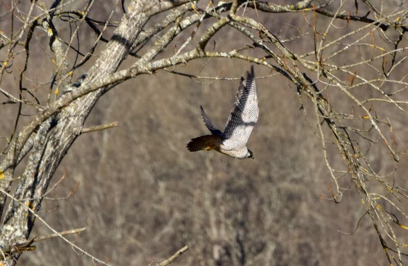 Peregrine Falcon male subadult transition, identification, Flight, fishing/hunting